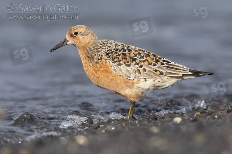 Red Knot, side view of an adult standing on the shore