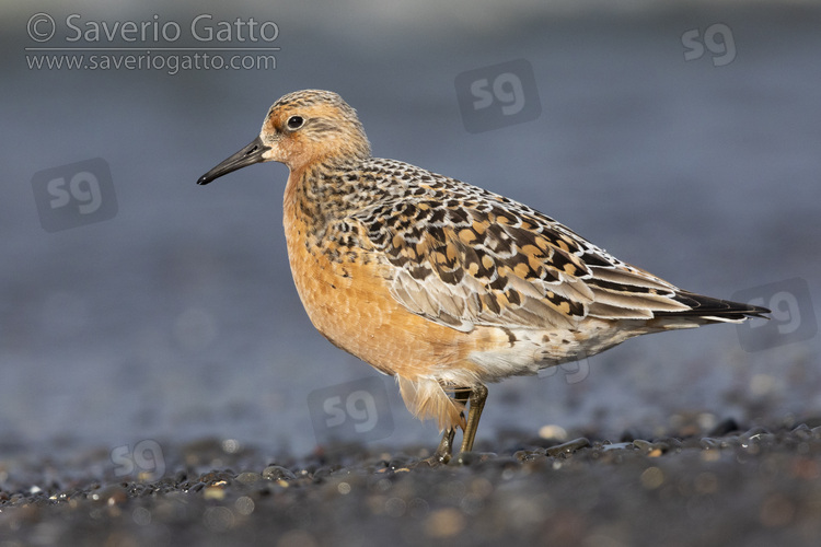 Red Knot, side view of an adult standing on the shore