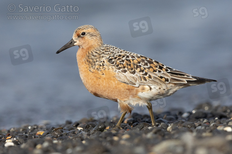 Red Knot, side view of an adult standing on the shore