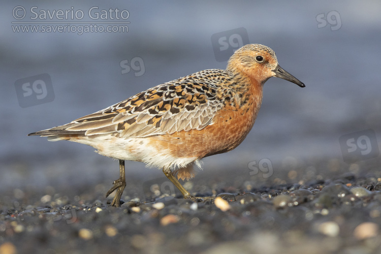 Red Knot, side view of an adult standing on the shore