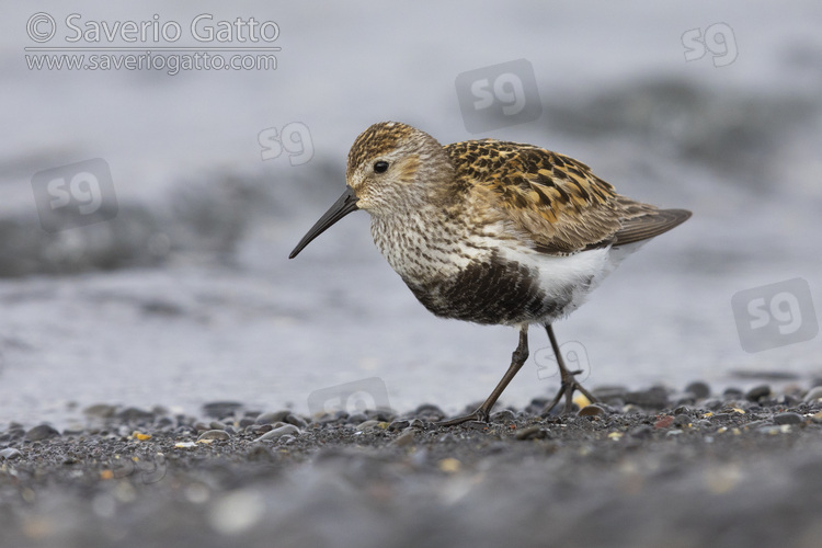 Dunlin, adult walking on the shore