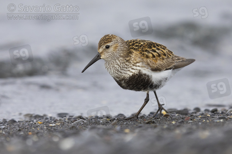 Dunlin