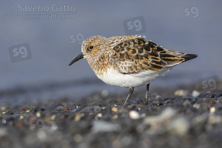 Sanderling, side view of an adult standing on the shore