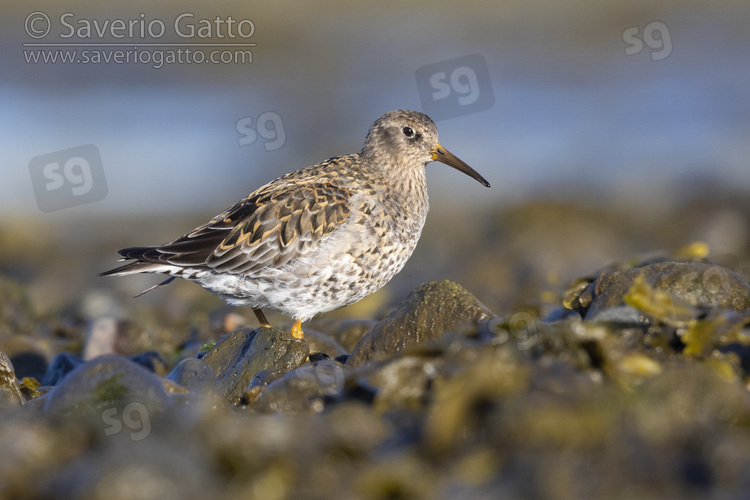 Purple Sandpiper