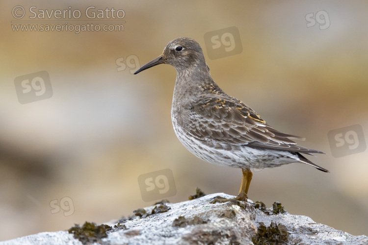 Purple Sandpiper, side view of an adult standing on a rock