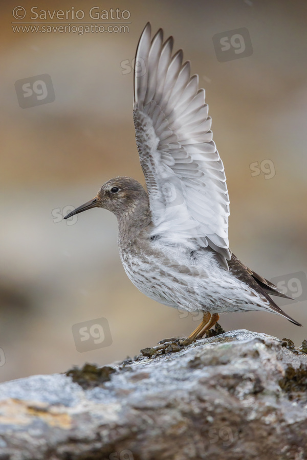Purple Sandpiper, side view of an adult displaying on a rock