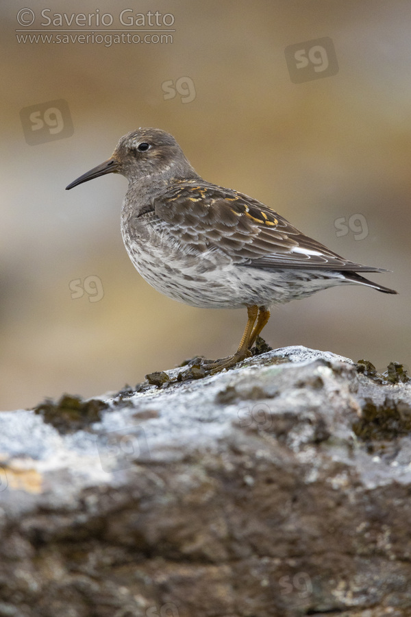 Purple Sandpiper, side view of an adult standing on a rock