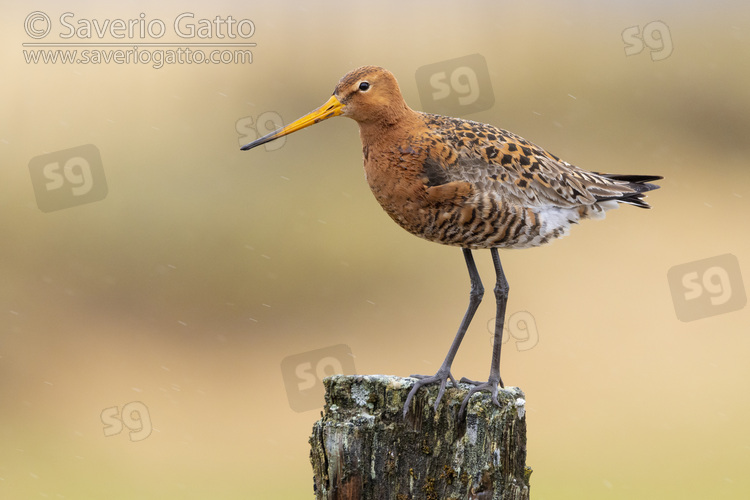 Black-tailed Godwit, side view of an adult standing on a post