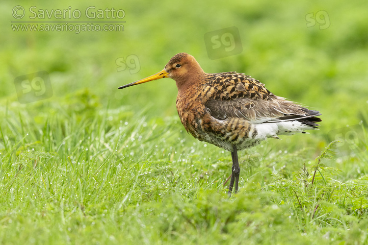 Black-tailed Godwit