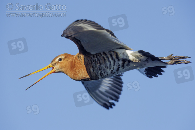 Black-tailed Godwit, adult in flightf seen from below