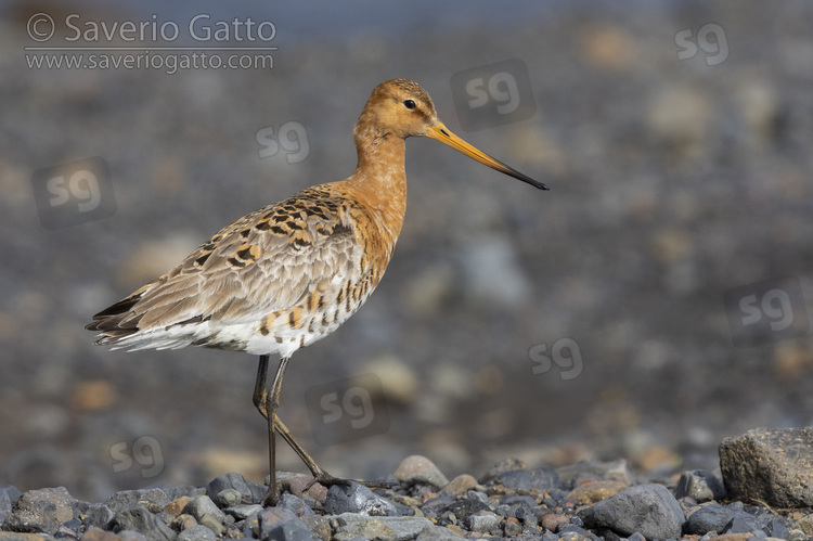 Black-tailed Godwit, side view of an adult standing on the ground