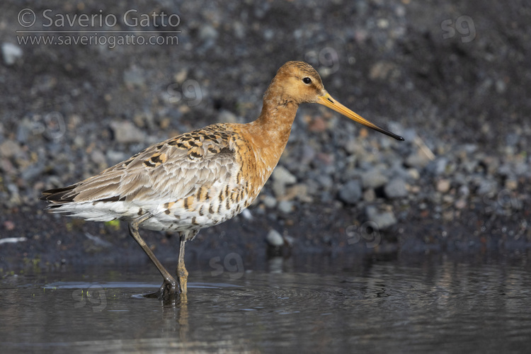 Black-tailed Godwit, side view of an adult standing in the water