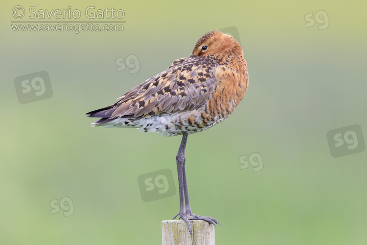 Black-tailed Godwit, side view of an adult standing on a post