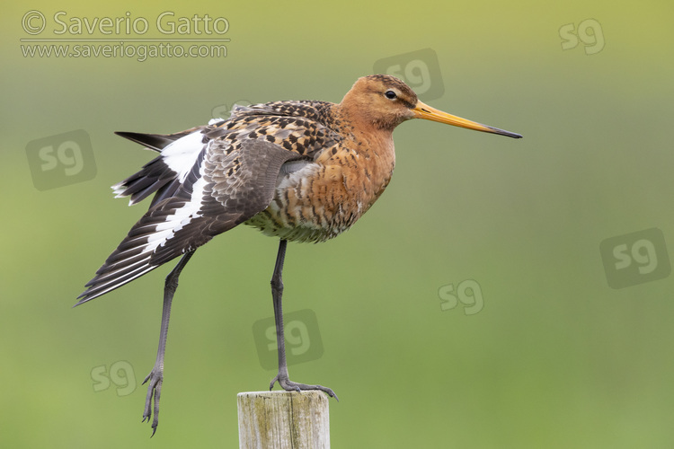 Black-tailed Godwit, side view of an adult stretching on a post