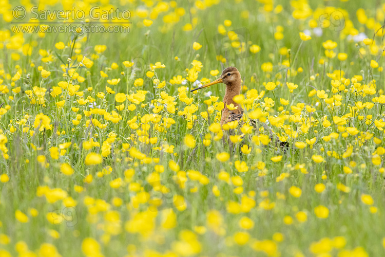 Black-tailed Godwit, side view of an adult standing among flowers