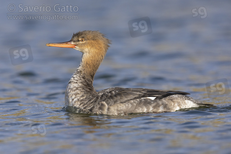 Red-breasted Merganser, side view of a female-like bird swimming