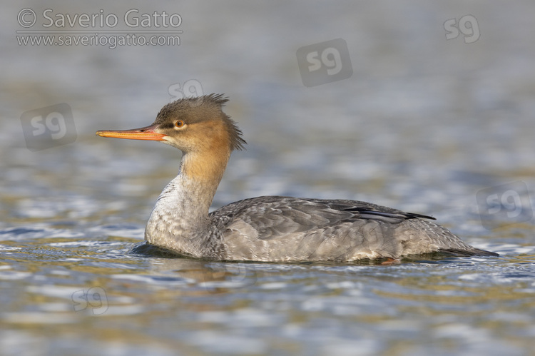 Red-breasted Merganser, side view of a female-like bird swimming