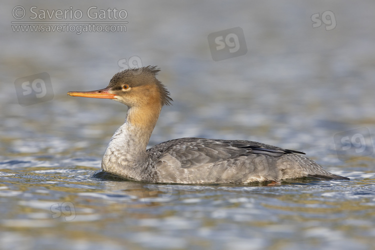 Red-breasted Merganser