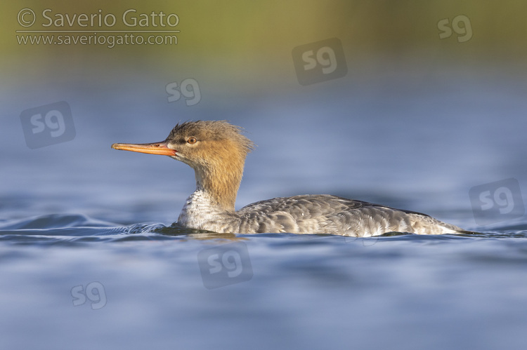 Red-breasted Merganser