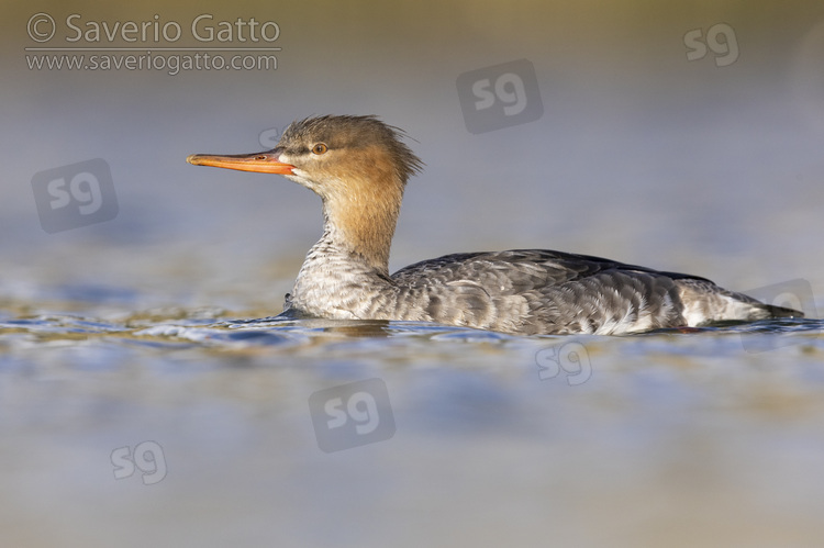 Red-breasted Merganser, side view of a female-like bird swimming