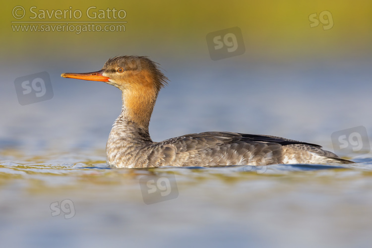 Red-breasted Merganser, side view of a female-like bird swimming