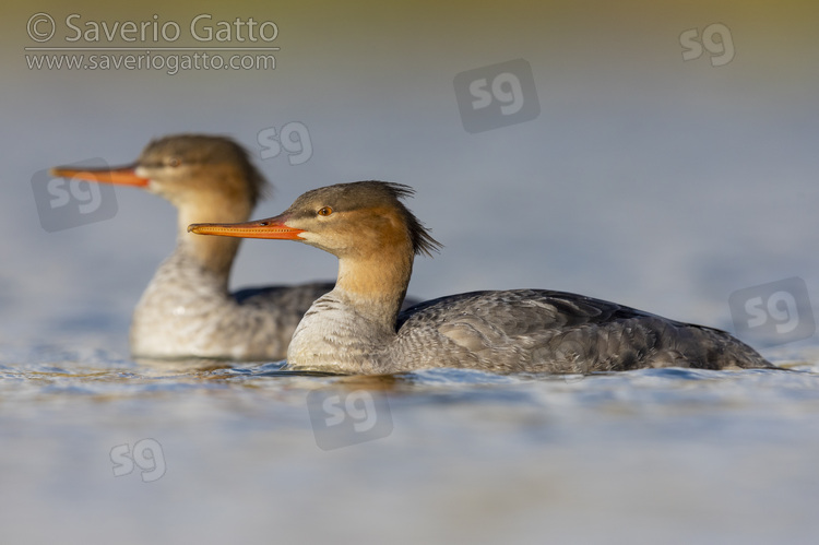 Red-breasted Merganser