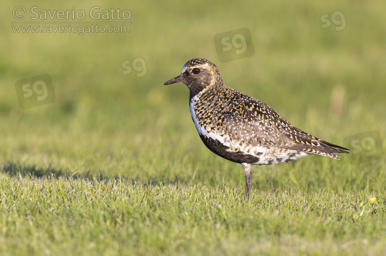 Golden Plover, side view of an adult male standing on the grass