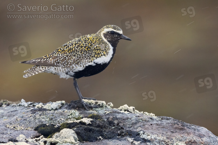 Golden Plover, side view of an adult male standing on a rock