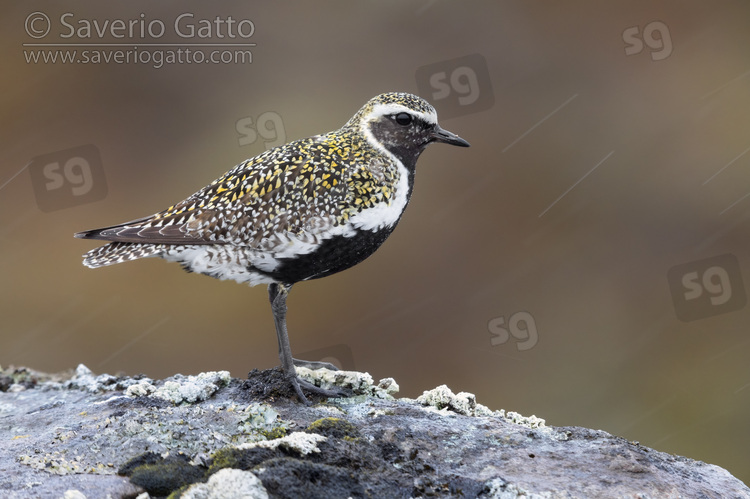 Golden Plover, side view of an adult male standing on a rock