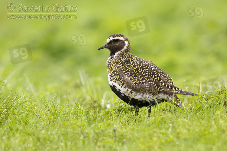 Golden Plover, adult male standing on the grass