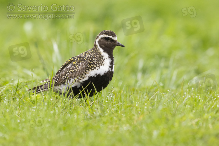 Golden Plover, side view of an adult male standing on the grass