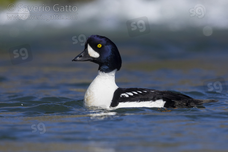 Barrow's Goldeneye, side view of an adult male swimming in the water