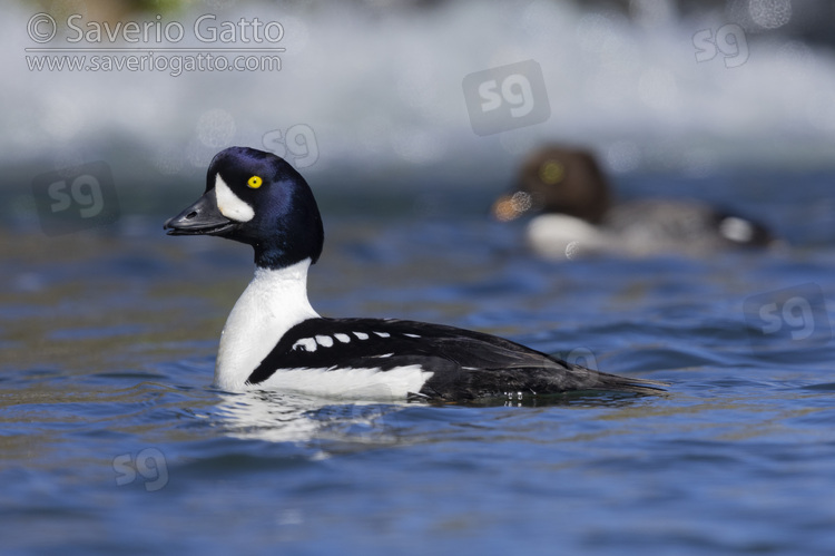 Barrow's Goldeneye