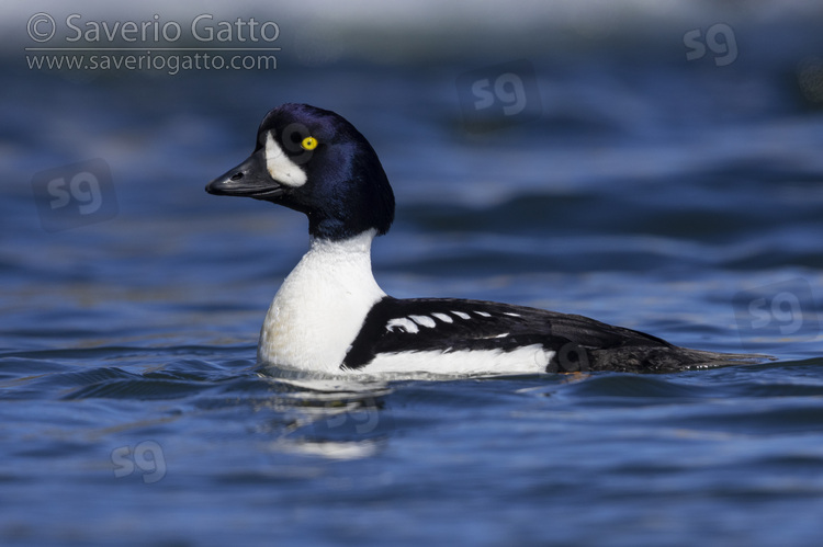 Barrow's Goldeneye, side view of an adult male swimming in the water