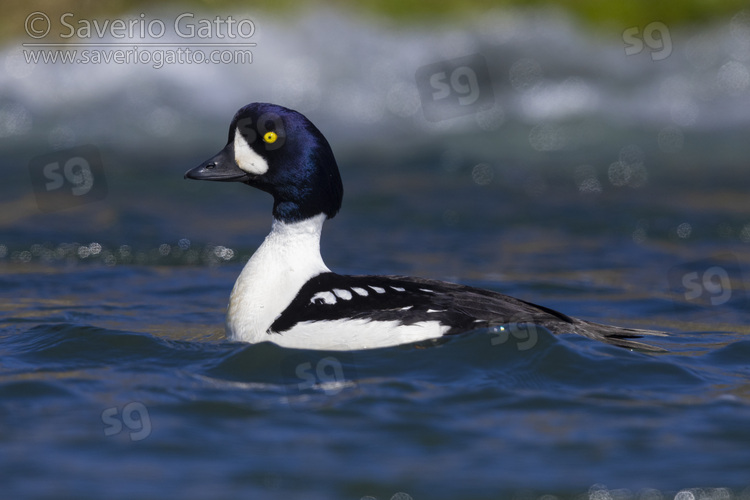 Barrow's Goldeneye, side view of an adult male swimming in the water