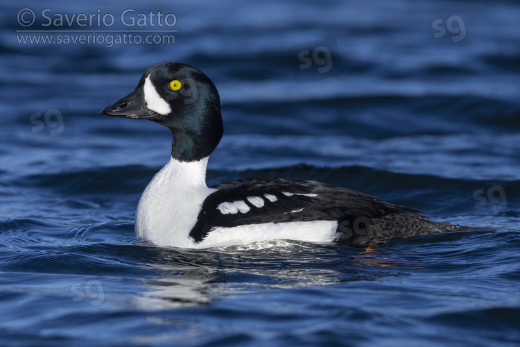 Barrow's Goldeneye, side view of an adult male swimming in the water