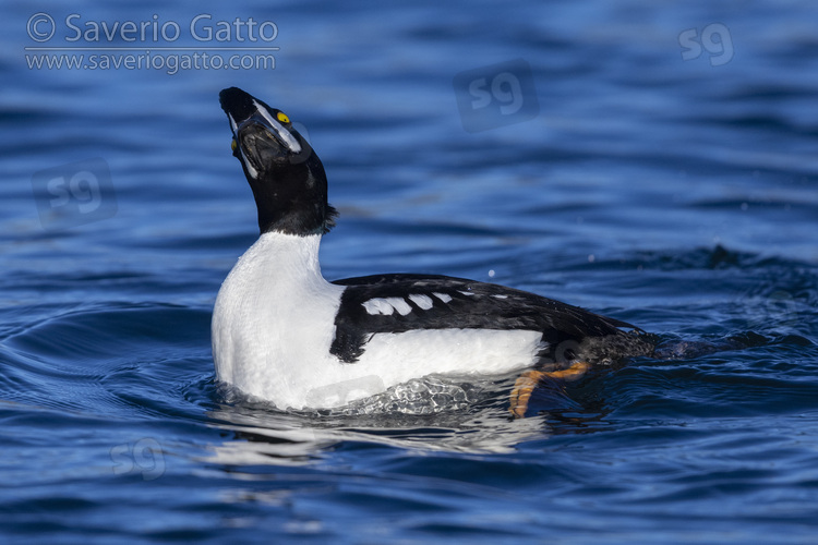 Barrow's Goldeneye, adult male displaying in the water