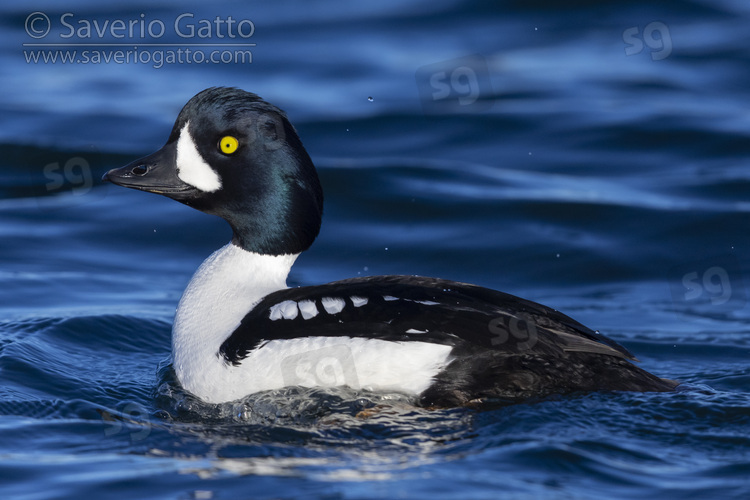 Barrow's Goldeneye, side view of an adult male swimming in the water