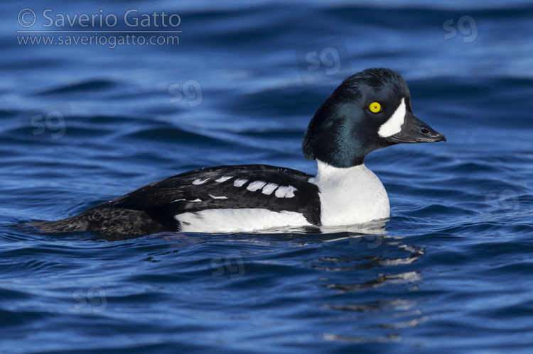 Barrow's Goldeneye, side view of an adult male swimming in the water