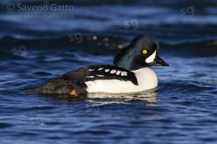 Barrow's Goldeneye, side view of an adult male swimming in the water