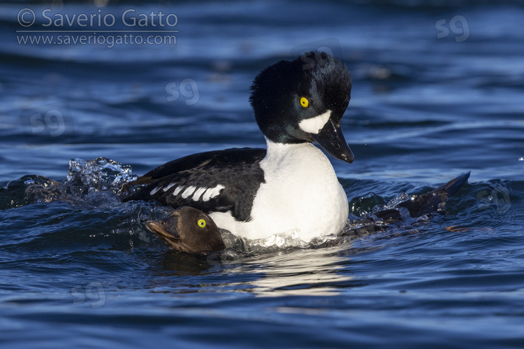 Barrow's Goldeneye, couple mating in the water