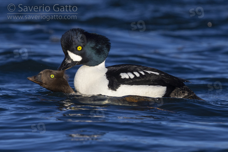 Barrow's Goldeneye, couple mating in the water