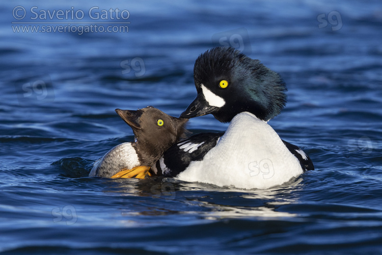 Barrow's Goldeneye, couple displaying after having mated