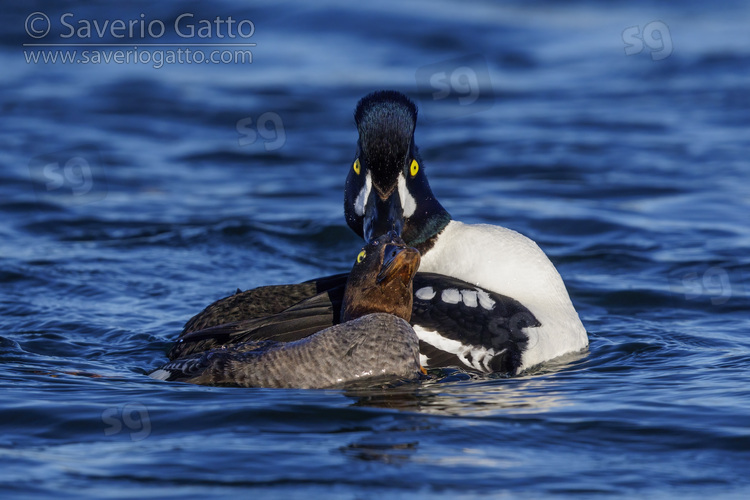 Barrow's Goldeneye, couple displaying after having mated