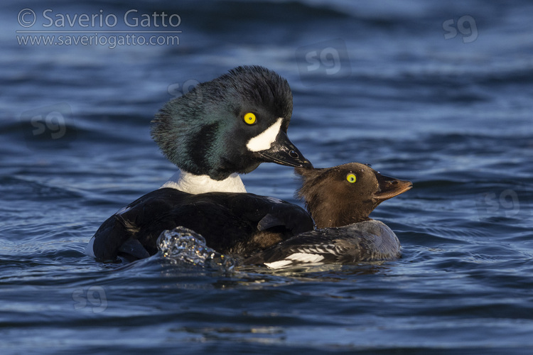 Barrow's Goldeneye, couple displaying after having mated