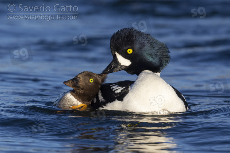 Barrow's Goldeneye, couple displaying after having mated