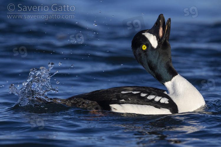 Barrow's Goldeneye, adult male displaying in the water