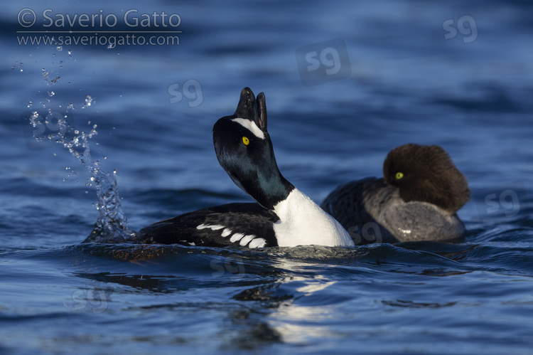 Barrow's Goldeneye, adult male displaying in the water close to a female