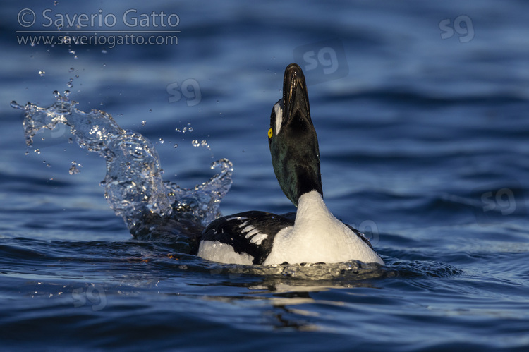 Barrow's Goldeneye, adult male displaying in the water