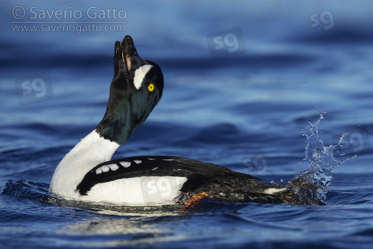 Barrow's Goldeneye, adult male displaying in the water